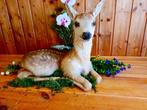 Chevreuil Support de corps entier pour taxidermie -, Collections, Collections Animaux
