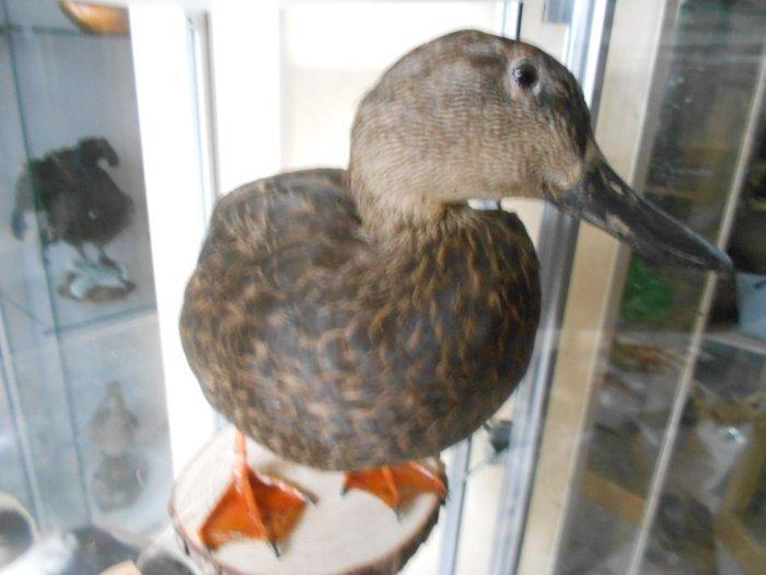 Afrikaanse Zwarte Eend Taxidermie volledige montage - Anas, Verzamelen, Dierenverzamelingen