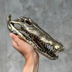Zoutwaterkrokodil Schedel - No Reserve Price - Polished