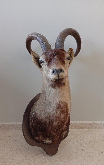 Bezoargeit Taxidermie hoofdmontage - Capra Pirenaica - 100, Verzamelen, Dierenverzamelingen