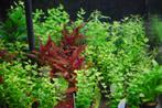 Aquariumplanten mix pakket 24 stuks - 5cm pot, Ophalen of Verzenden