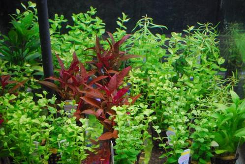 Aquariumplanten mix pakket 24 stuks - 5cm pot, Dieren en Toebehoren, Vissen | Aquaria en Toebehoren, Nieuw, Ophalen of Verzenden