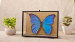 Morpho Blue in all-round glazed case Taxidermie volledige