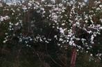 Mariska Karto - Magnolias in sunset, Antiek en Kunst, Kunst | Schilderijen | Modern
