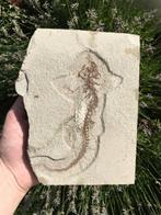 Salamander - Fossiele matrix - Chelotriton paradoxus - 19.5