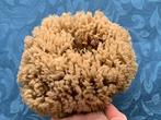 Natuurlijk zee spons - GEEN minimumprijs! Schelpdier -