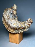 Bizarre gigantische fossiele schelp - Gefossiliseerd dier -, Collections