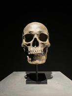 Beeld, Replica Human skull on a custom stand - Museum