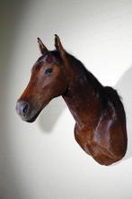 Montée sur lépaule du cheval Crâne - Equus caballus - 90 cm, Nieuw