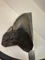 XXL!!... 15 cm Megalodon tand VS - Fossiele tand -, Verzamelen, Mineralen en Fossielen
