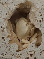Crabe - Squelette fossile - 65 mm - 110 mm (Sans Prix de