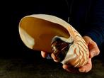 Grote nautilus uit een collectie/tentoonstelling. Taxidermie, Antiek en Kunst