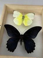 Gemonteerde vlinderspecimens (paar) Balg - Papilio memnon, Antiek en Kunst
