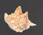 Escargot de collection Strombius raninus. Support de corps, Nieuw