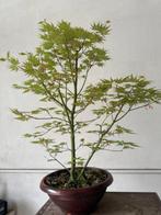 Japanese maple bonsai (Acer palmatum) - Hoogte (boom): 50 cm