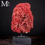 Rode Madrepora-koraal - Natuurlijke formatie op decoratieve