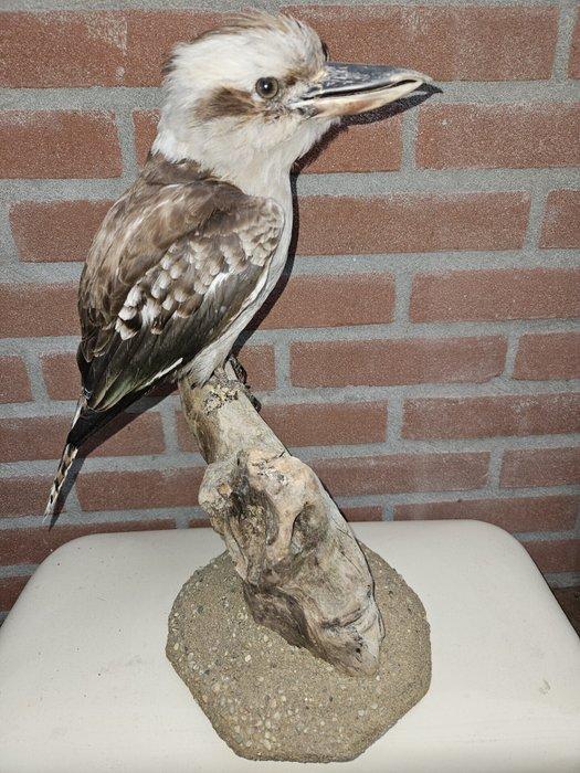 Kookaburra Taxidermie volledige montage - Dacelo, Verzamelen, Dierenverzamelingen