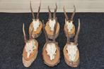 Roebuck Schedel - Capreolus capreolus - 0 cm - 0 cm - 0 cm-, Nieuw