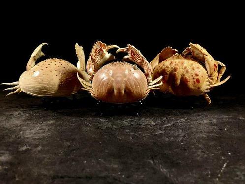 familie van het geslacht calappa groep 3 verschillende, Verzamelen, Dierenverzamelingen