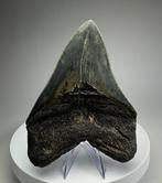 Mégalodon - Dent fossile - 14 cm - 11 cm, Collections