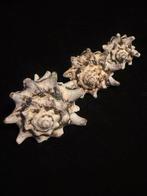 Zeeslak Zeeschelp - S-34 VASUM TURBINELLUS (Zonder, Verzamelen, Dierenverzamelingen, Nieuw