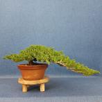 Jeneverbes bonsai (Juniperus) - Hoogte (boom): 10 cm -