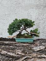 Jeneverbes bonsai (Juniperus) - Hoogte (boom): 18 cm -