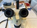 Binocular microscope - binoculaire MZ 6 + source lumière