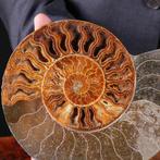 Calciet en aragoniet - fossiele ammoniet - Ammonite gesneden, Collections, Minéraux & Fossiles