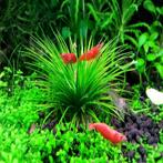 Eriocaulon sp. Polaris in vitro, Dieren en Toebehoren, Nieuw, Verzenden