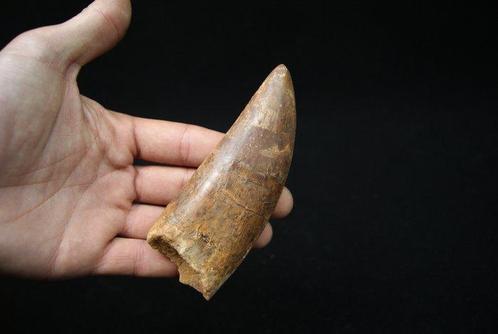 Dinosaurus - Fossiele tand - Carcharodontosaurus saharicus -, Verzamelen, Mineralen en Fossielen