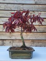 Acer palmatum Atropurpureum bonsai - Hoogte (boom): 31 cm -