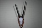 impala Crâne - oryx - 16 cm - 110 cm - 40 cm- non-CITES, Verzamelen, Dierenverzamelingen, Nieuw