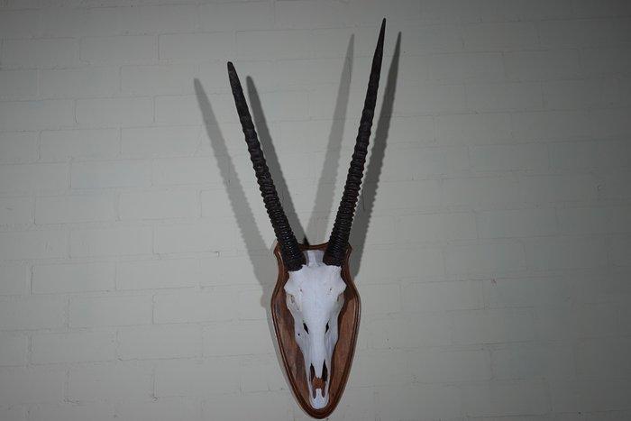 impala Crâne - oryx - 16 cm - 110 cm - 40 cm- non-CITES, Verzamelen, Dierenverzamelingen