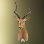Impala Taxidermie Opgezette Dieren By Max, Ophalen of Verzenden, Nieuw, Wild dier, Opgezet dier