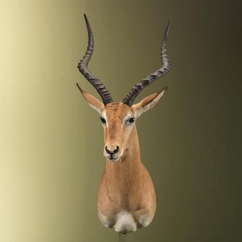 Impala Taxidermie Opgezette Dieren By Max, Verzamelen, Dierenverzamelingen, Opgezet dier, Nieuw, Wild dier, Ophalen of Verzenden