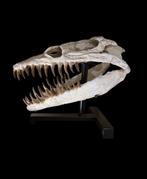 Plesiosaurus - Fossiele schedel - 45 cm - 36 cm, Verzamelen, Mineralen en Fossielen