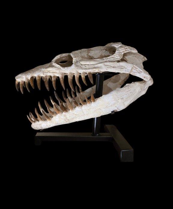Plesiosaurus - Fossiele schedel - 45 cm - 36 cm, Verzamelen, Mineralen en Fossielen