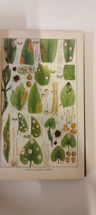 M C Cooke - Fungoid Pests of Cultivated Plants - 1906, Antiquités & Art, Antiquités | Livres & Manuscrits