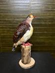 Opgezette Vogel Taxidermie Opgezette Dieren By Max