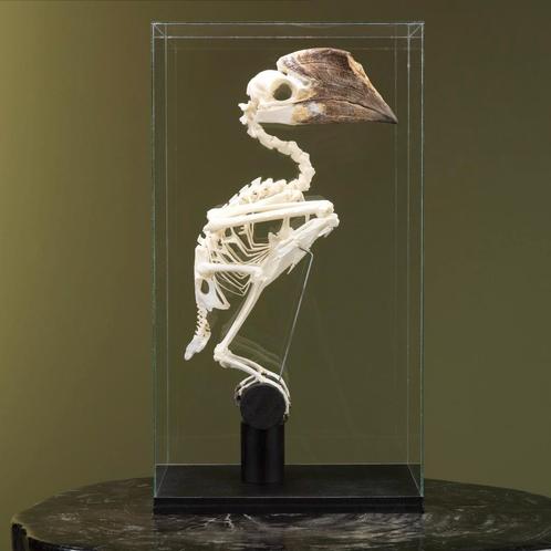 Zilveroorneushoornvogel Skelet, Collections, Collections Animaux, Enlèvement ou Envoi