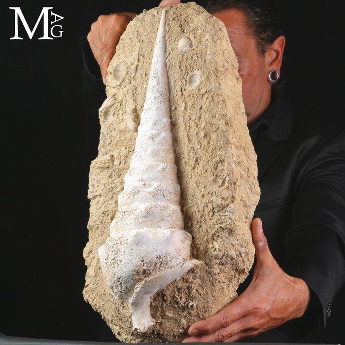 Grotere fossiele schelp Campanile Giganteum – De fossiele, Verzamelen, Mineralen en Fossielen