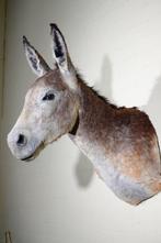 African Wild Donkey Taxidermie wandmontage - Equus africanus, Verzamelen, Nieuw