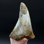 Sumatraanse neushoornhoorn - Fossiel fragment - Dicerorhinus