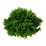 Tropica Monosolenium tenerum 1-2-grow! (easy), Verzenden, Nieuw