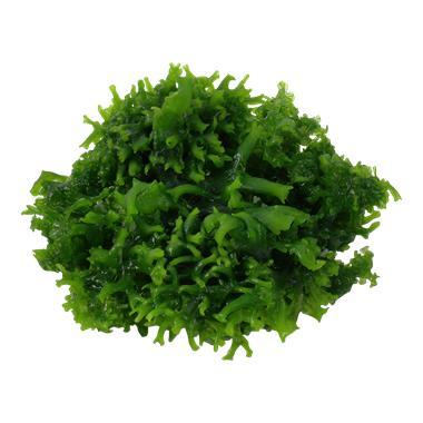 Tropica Monosolenium tenerum 1-2-grow! (easy), Dieren en Toebehoren, Vissen | Aquaria en Toebehoren, Nieuw, Verzenden