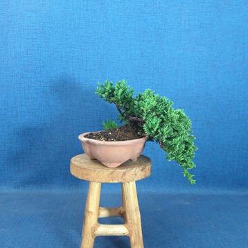 Bonsaï Genévrier (Juniperus) - Hauteur (arbre) : 10 cm -
