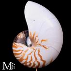 Natuurlijke Nautilus Pompilius op houten en messing voet -, Antiek en Kunst