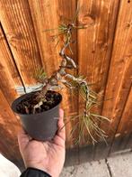 Den bonsai (Pinus) - Hoogte (boom): 20 cm - Diepte (boom):