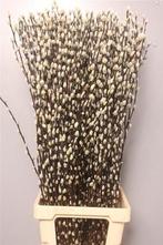 Katjeswilg Wilgenkatjes Salix Snow Flake bundel 10 stuks